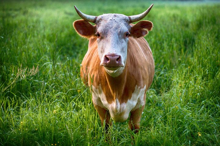 Brown and White Cow